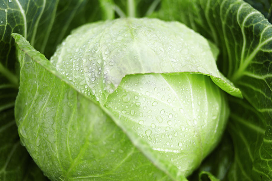 A Wet White Cabbage In A Field Photograph by Oliver Brachat