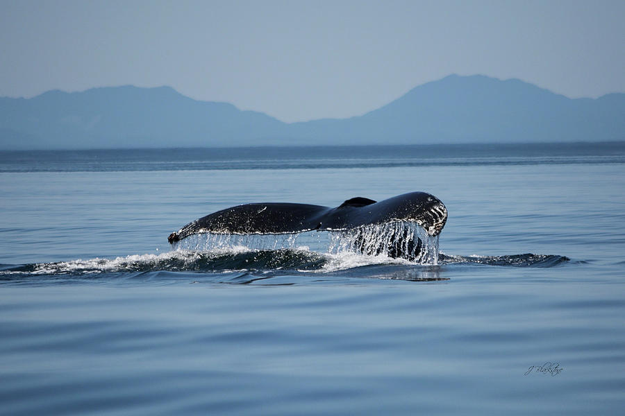 A Whale Of A Tail - Wildlife Art Photograph by Jordan Blackstone