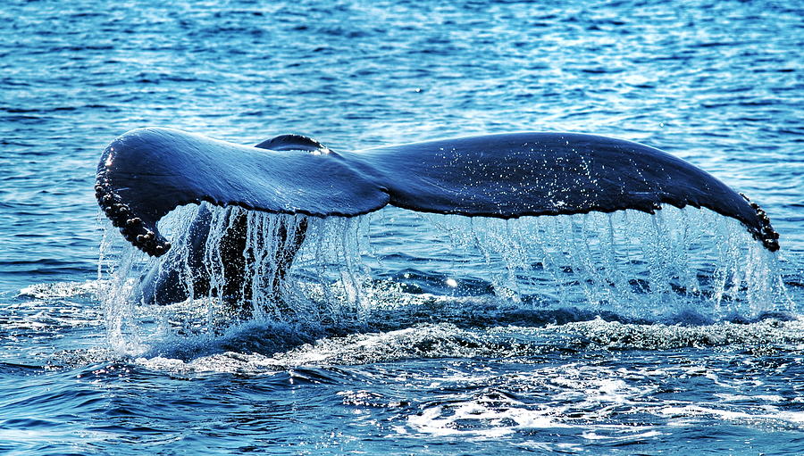 A Whale Tail Photograph by Kobbie Pessach