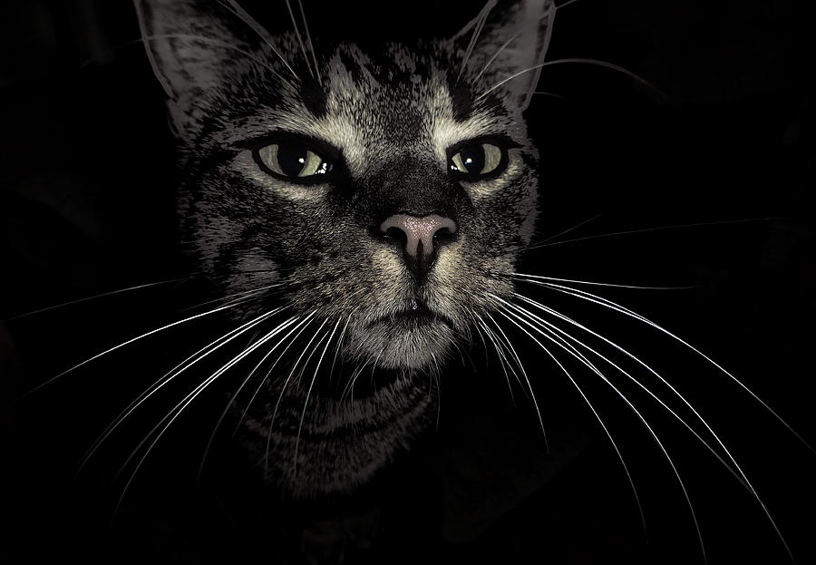 A Whiskered Cat Photograph by Lyuba Filatova