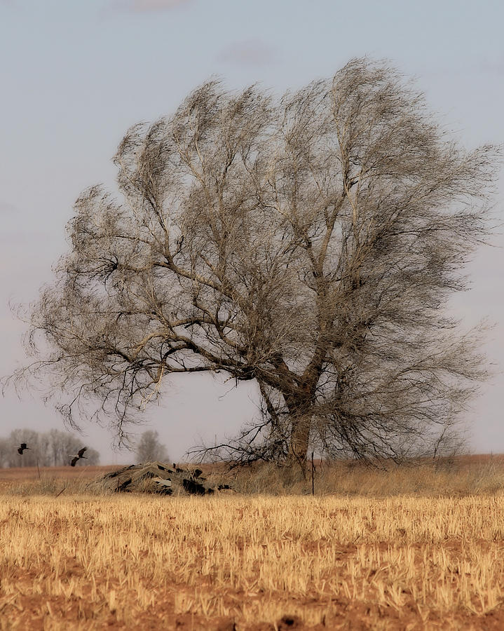 A Whispering Tree 2 Photograph by See It In Texas