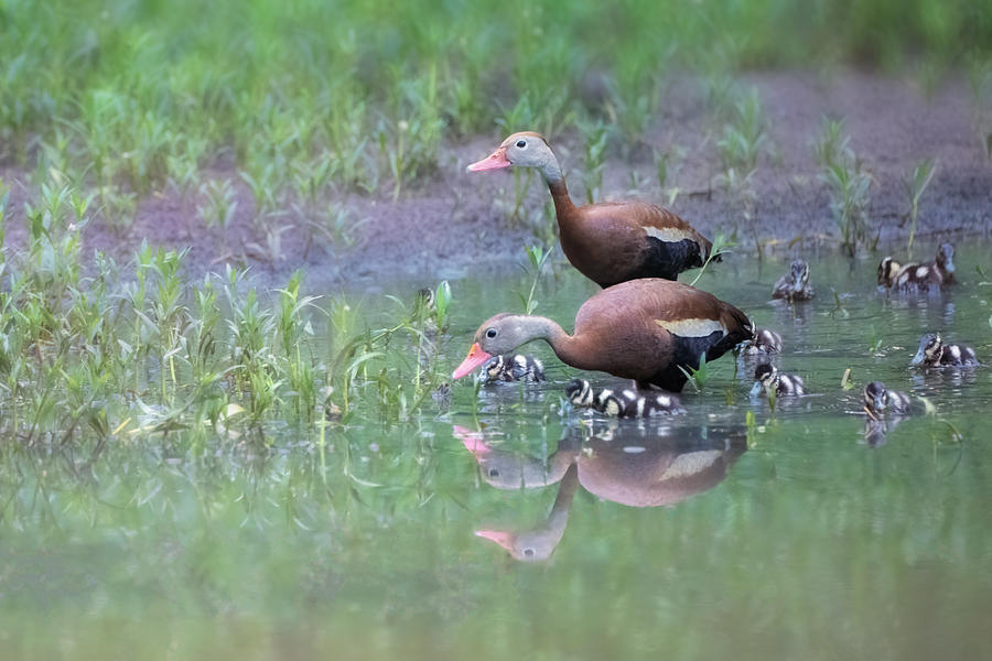 A Whistling Duck Family Photograph by Sheila Xu - Fine Art America