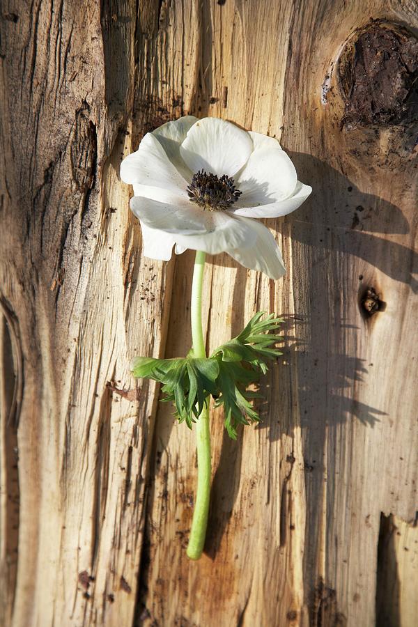 A White Anemone On A Piece Of Bark Photograph by Charlotte Murphy