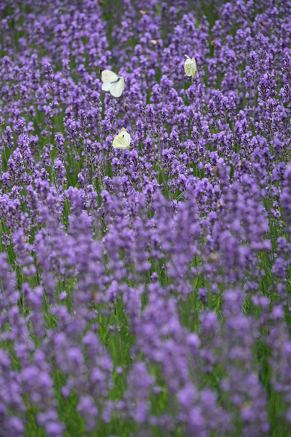 A White Butterfly In A Field Of Lavender Photograph by Eising Studio