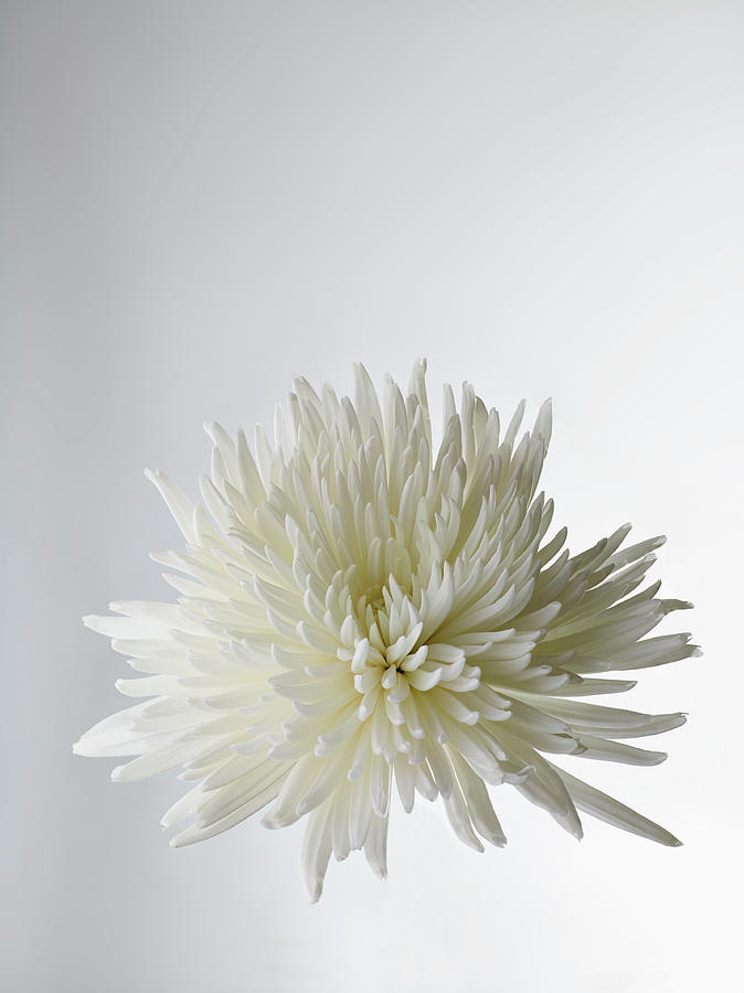 A White Chrysanthemum, Close-up Photograph by Larry Washburn