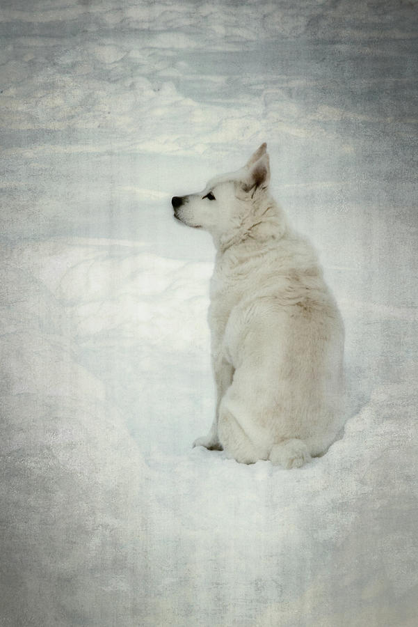 A White Dog in Snow Photograph by Guy Whiteley