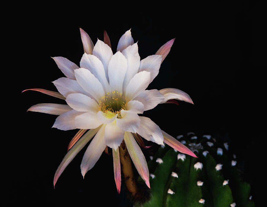A White Echinopsis Flower by Saija Lehtonen A White Echinopsis Flower by Saija Lehtonen
