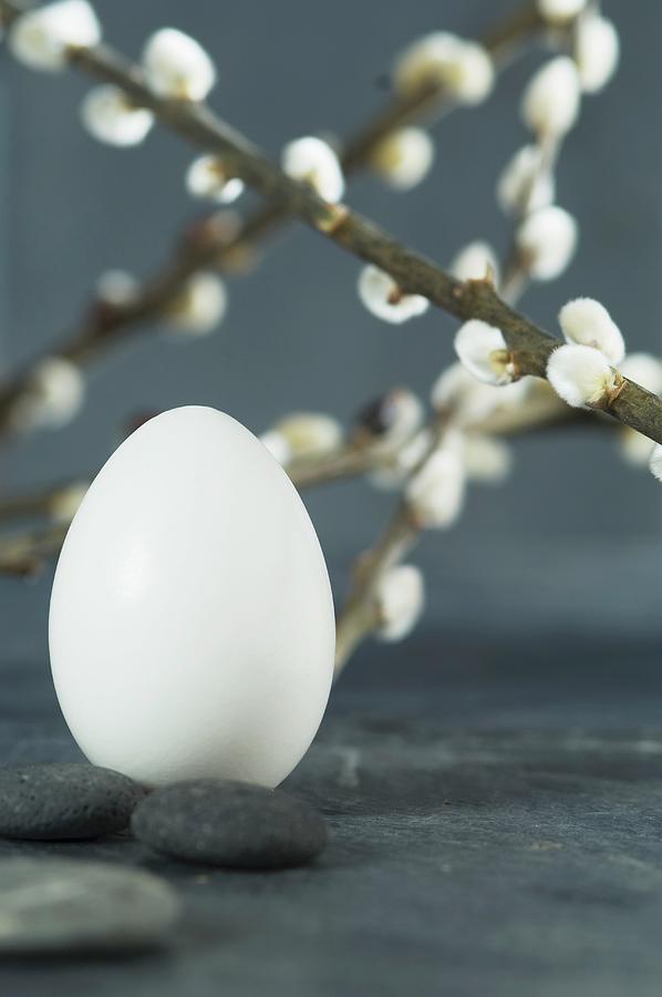 A White Egg, Twigs Of Pussy Willow, And Granite Photograph by Achim Sass