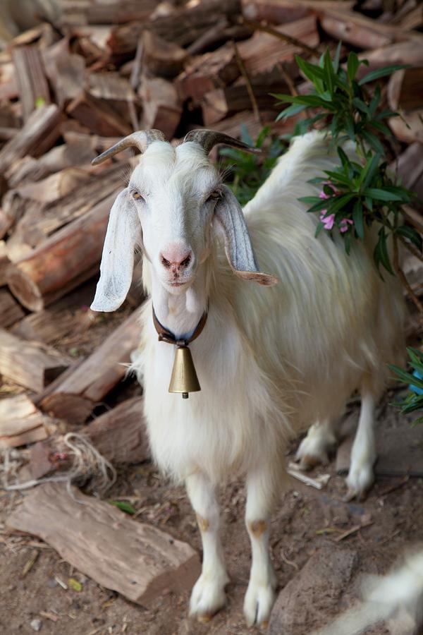 A White Goat With A Bell Photograph by Studio Lipov