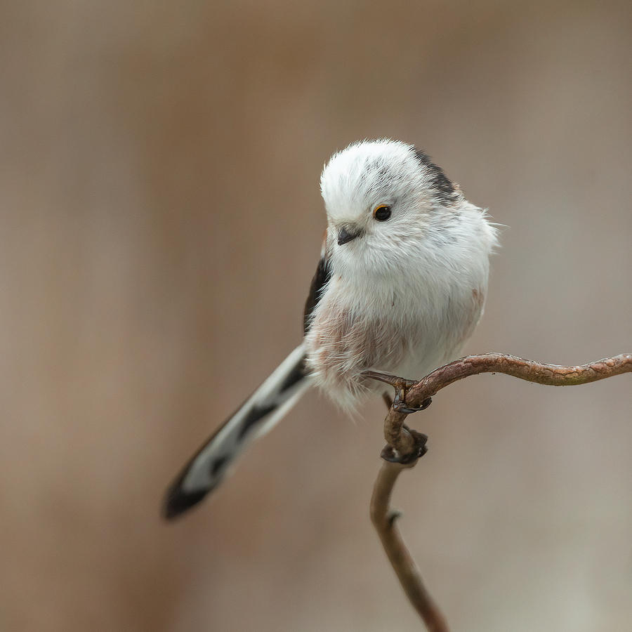 Bird Photograph - A White-headed Long-tailed Tit by Annie Keizer