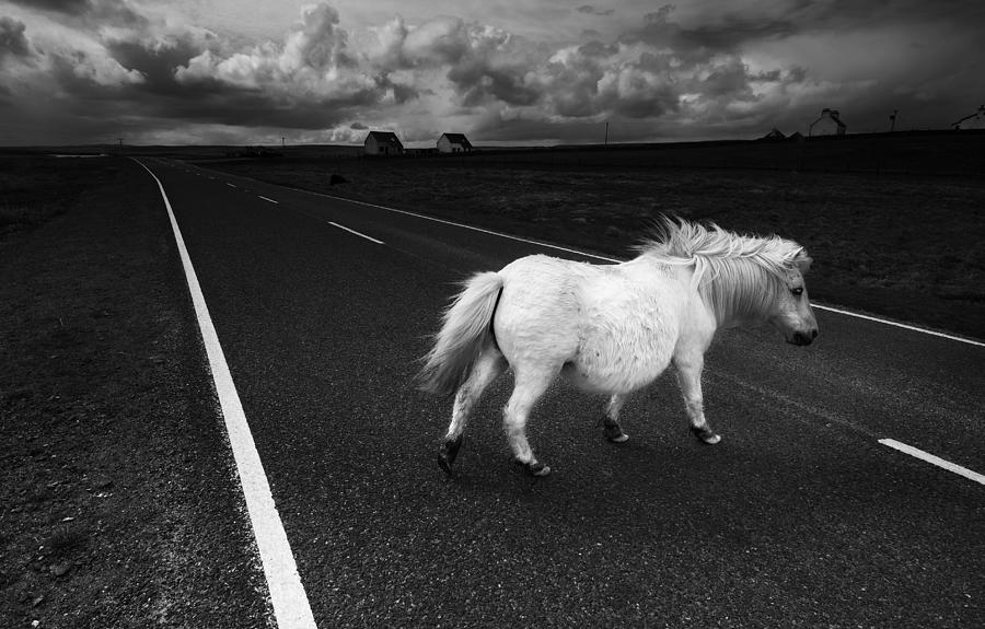 A White Horse Photograph by Erik Engstrm