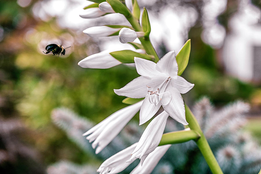 Lily Photograph - A White Lily and a Bee by Sandi Kroll