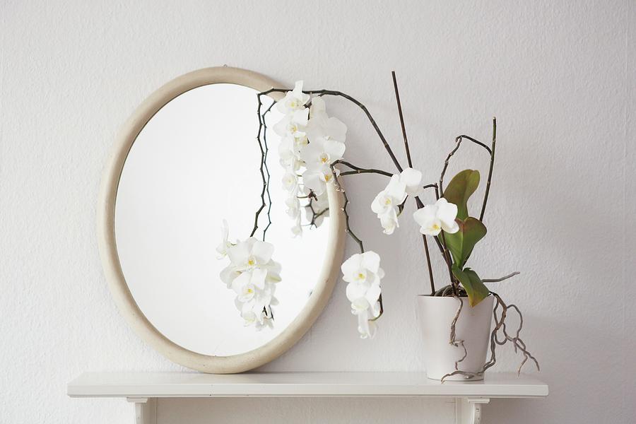 A White Orchid And An Oval Mirror On A Shelf Photograph by Heidi Frhlich