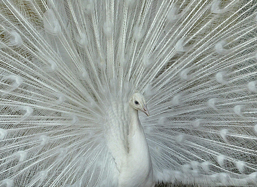 A White Peacock Displays Its Feathers Photograph by Ali Jarekji - Fine ...