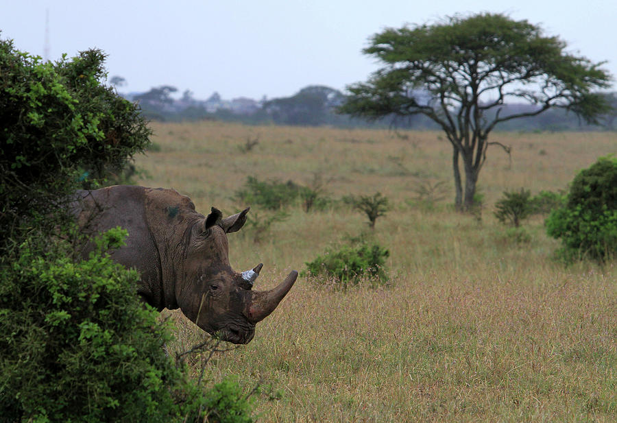 A White Rhino Walks After Exiting Photograph by Noor Khamis - Fine Art ...