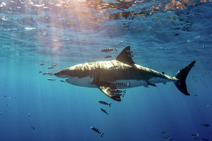 Great White Shark Photograph - A White Shark With Pilot Fish Swims by Brook Peterson
