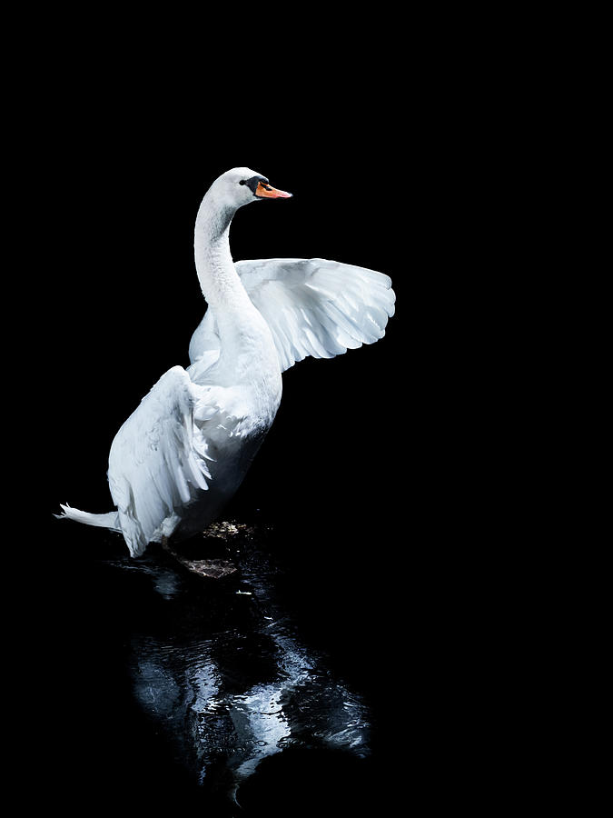 A White Swan Standing Tall Photograph by Walker And Walker