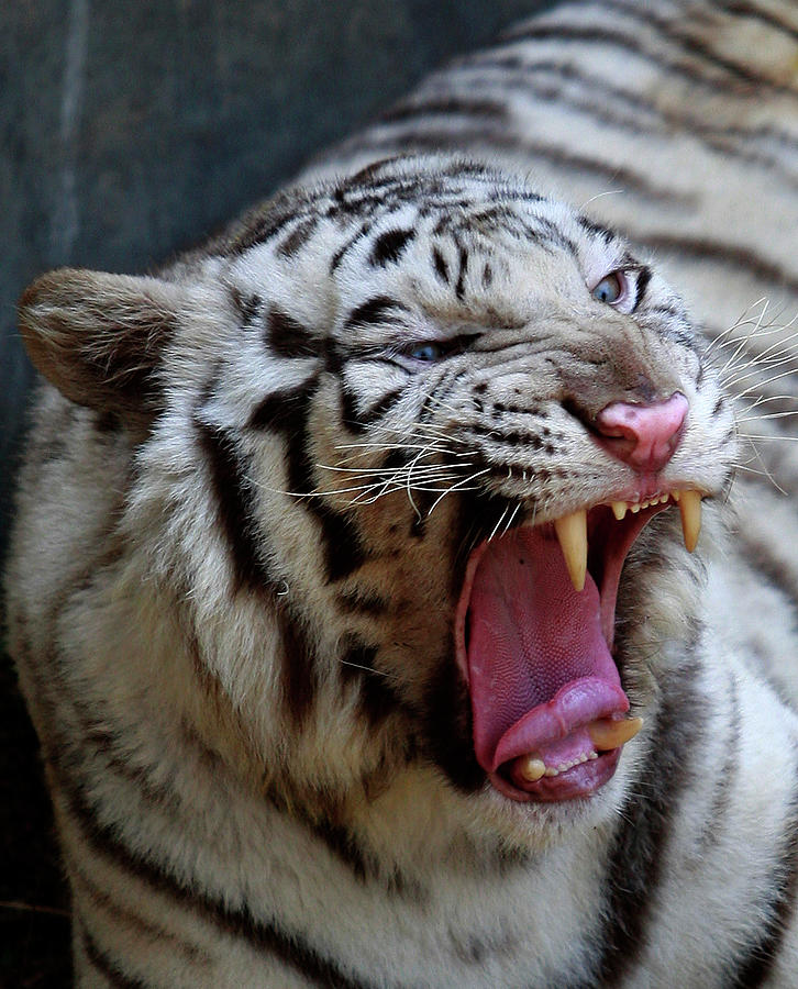 A White Tiger from China Yawns Photograph by Dinuka Liyanawatte | Pixels