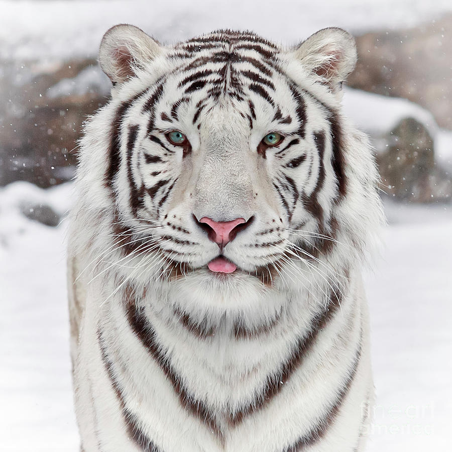 A White Tiger In The Snow Photograph by Sergei Gladyshev