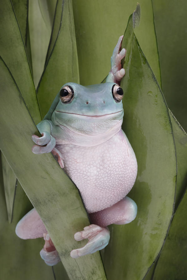 A Whites Tree Frogs Pose Photograph by Linda D Lester