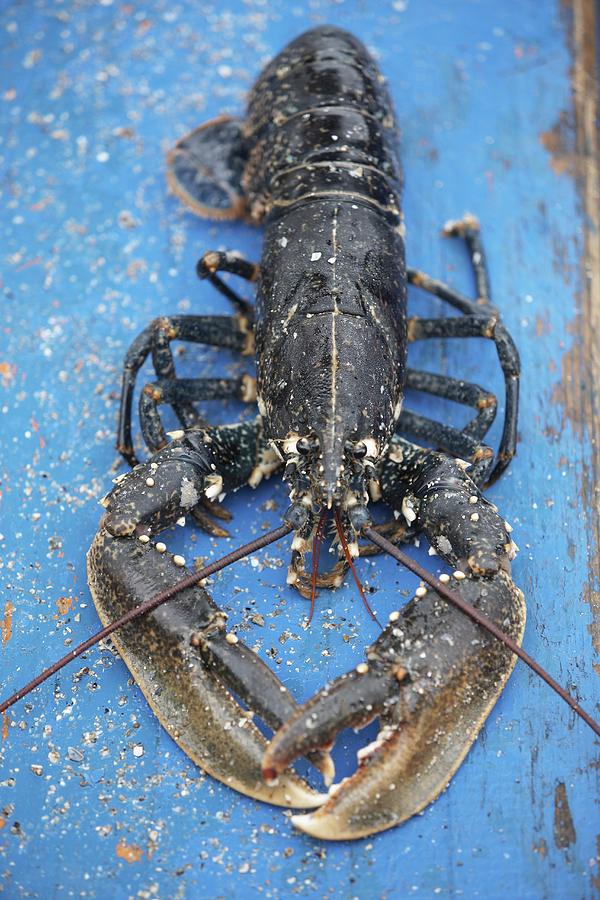 A Whole Fresh Lobster Photograph by Joerg Lehmann