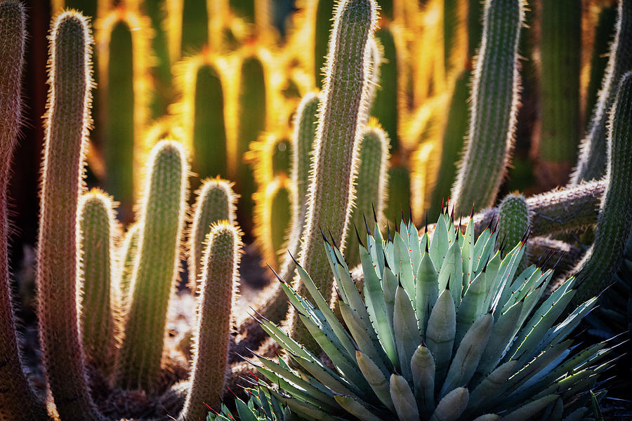 A Whole Lotta Cacti  Photograph by Saija Lehtonen