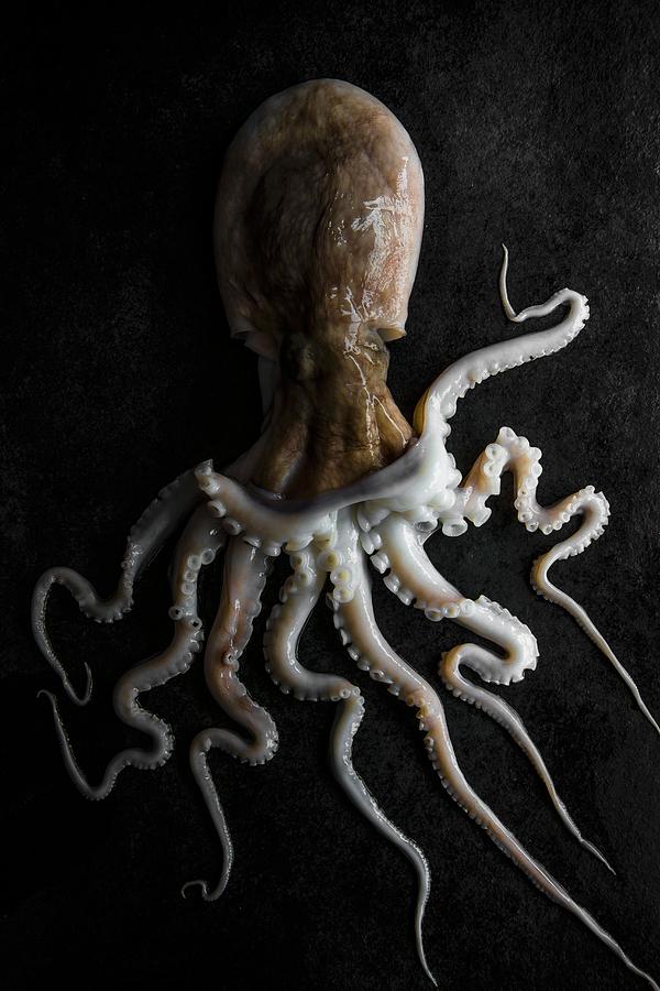 A Whole Octopus, View From Above Photograph by Magdalena Hendey