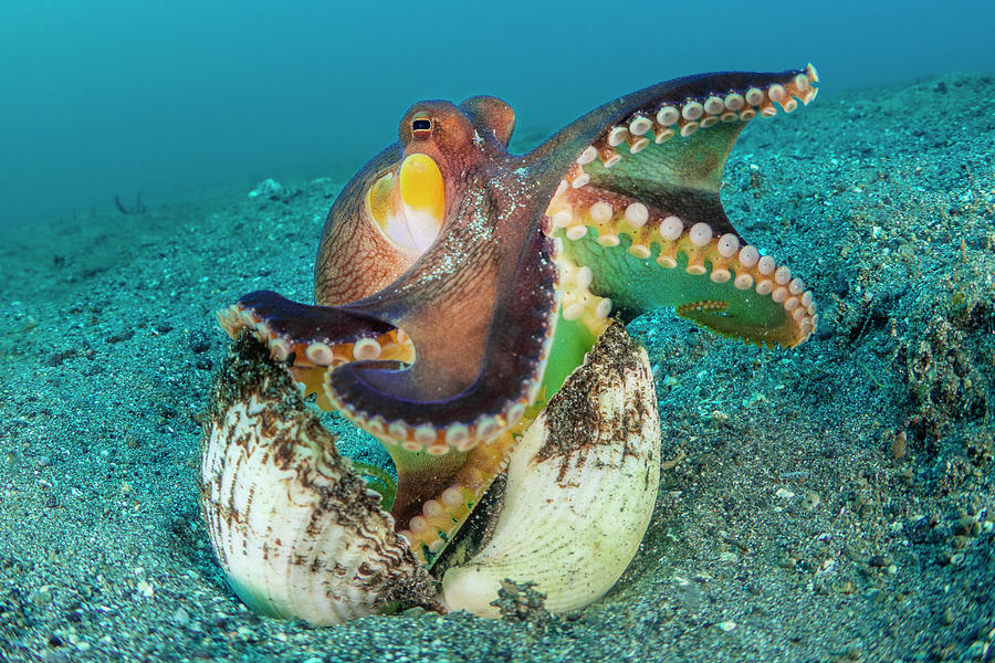 A Wide Angle Macro View Of A Veined Octopus, Indonesia Photograph by ...