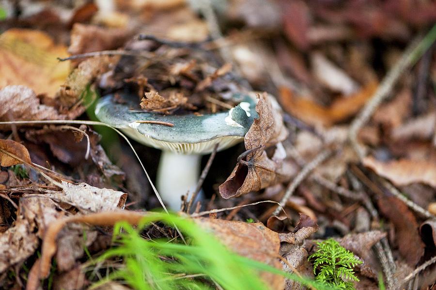A Wild Mushroom Under Autumn Leaves In The Forest Photograph by Gabriela Lupu