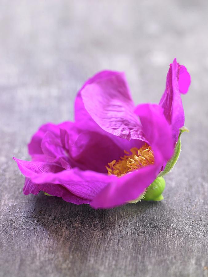 A Wild Rose Blossom close-up Photograph by Anke Schtz