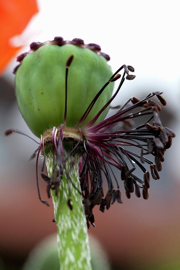 A Wilted Poppy Photograph by Barbara Bonisolli