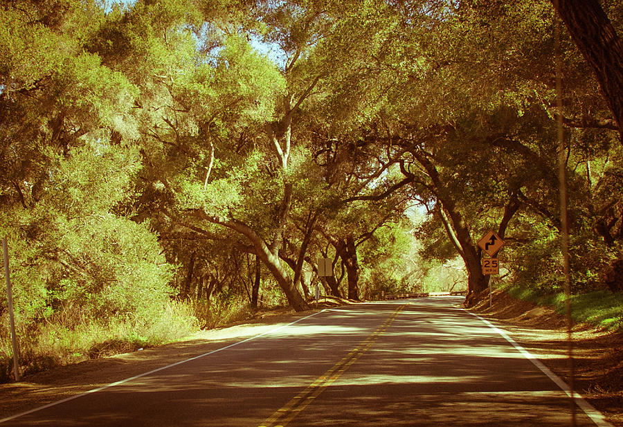 A winding road in ojai in warm summer, green citrus fruit trees by Kim Vermaat A winding road in ojai in warm summer, green citrus fruit trees by Kim Vermaat