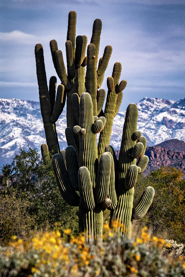 A Winter Day In The Sonoran  Photograph by Saija Lehtonen