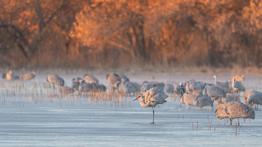 Nature Photograph - A Winter Morning by Nancy Xu