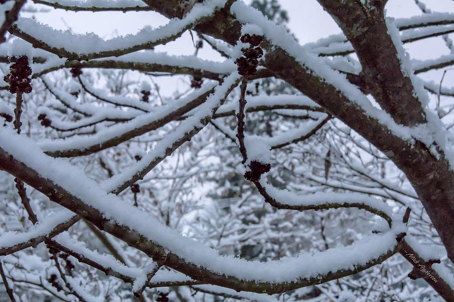 A Winter Pattern Photograph