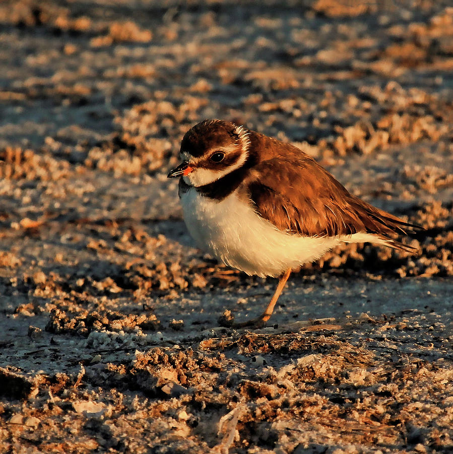 A Winter Plover Photograph by HH Photography of Florida