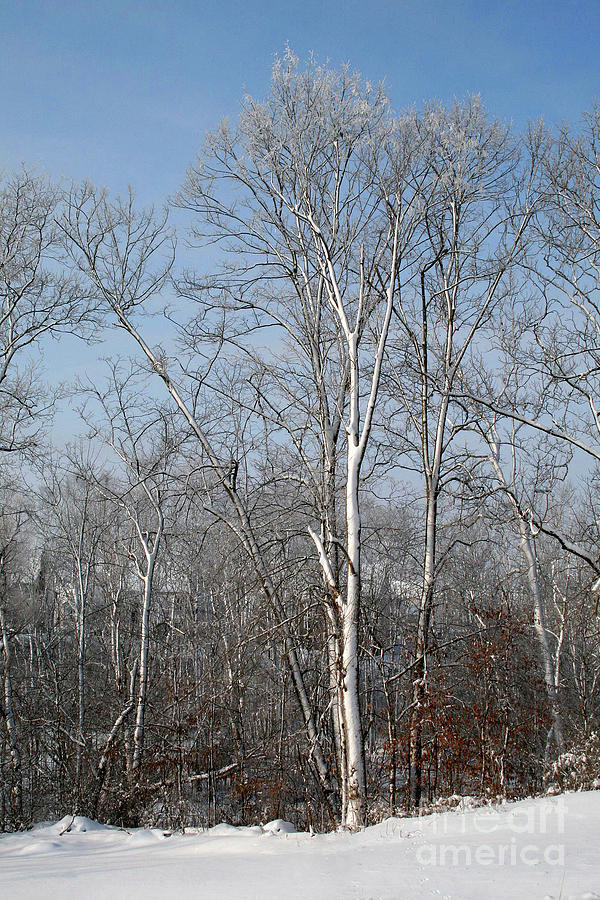 A Winter Scene Photograph