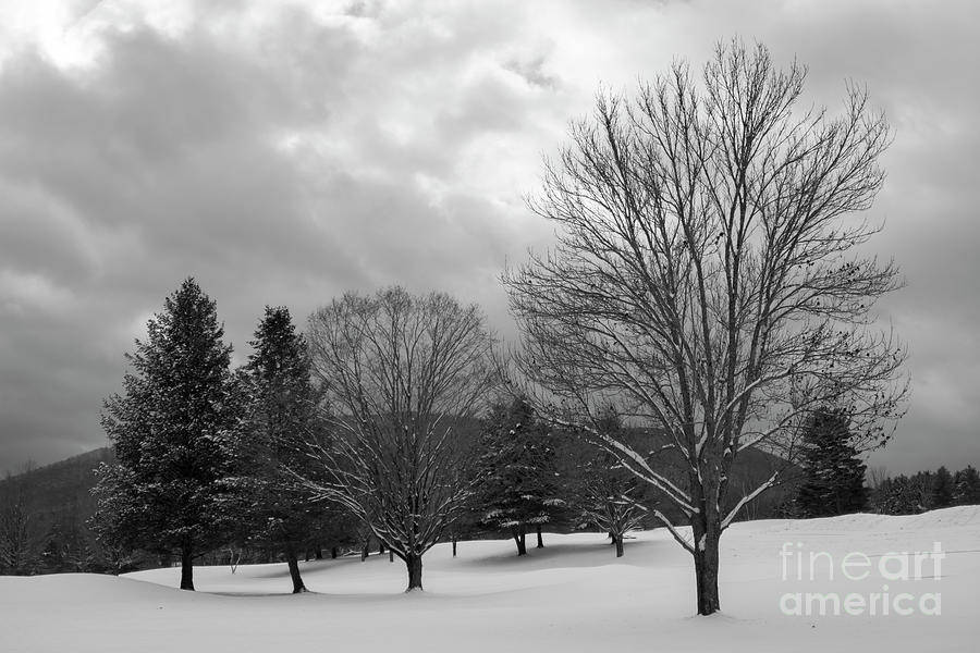 A Winter Tree Photograph