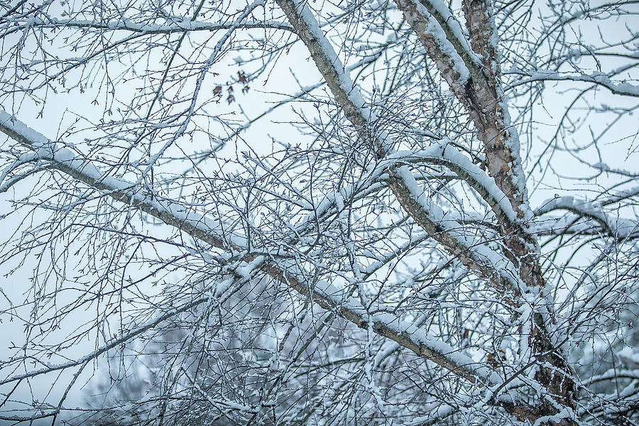 A Winter Wonderland in NC Digital Art by Ed Stines