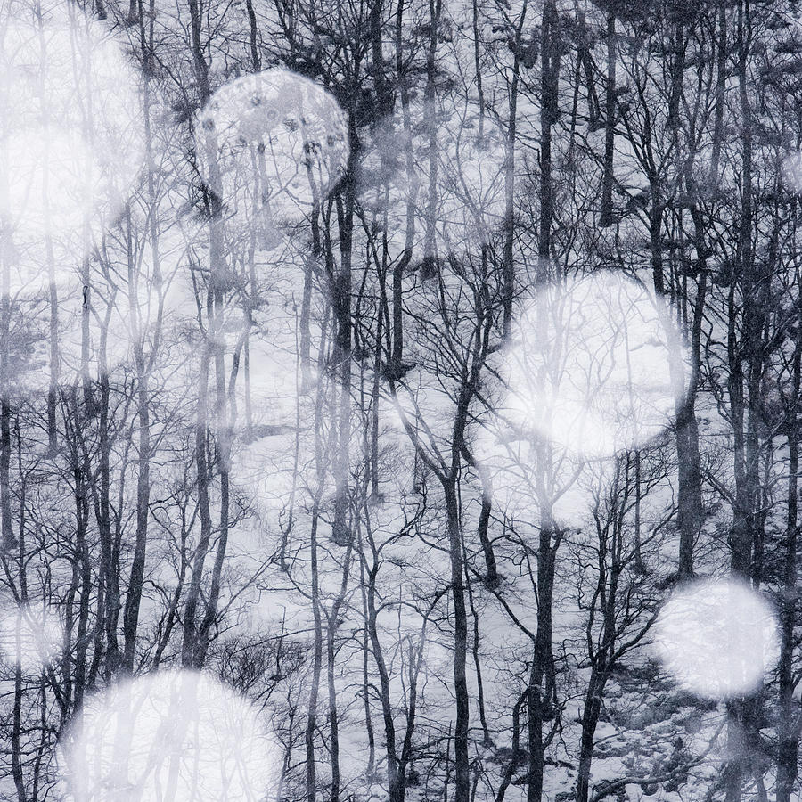 A Wintry Forest Sweden Photograph by Staffan Andersson A Wintry Forest Sweden Photograph by Staffan Andersson