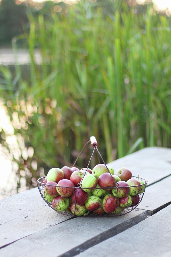 A Wire Basket With Apples On An Outdoor Table Photograph by Sylvia E.k Photography