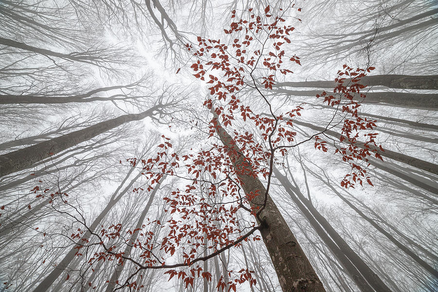 A Wisp Of Fall Photograph by Alexandru Ionut Coman