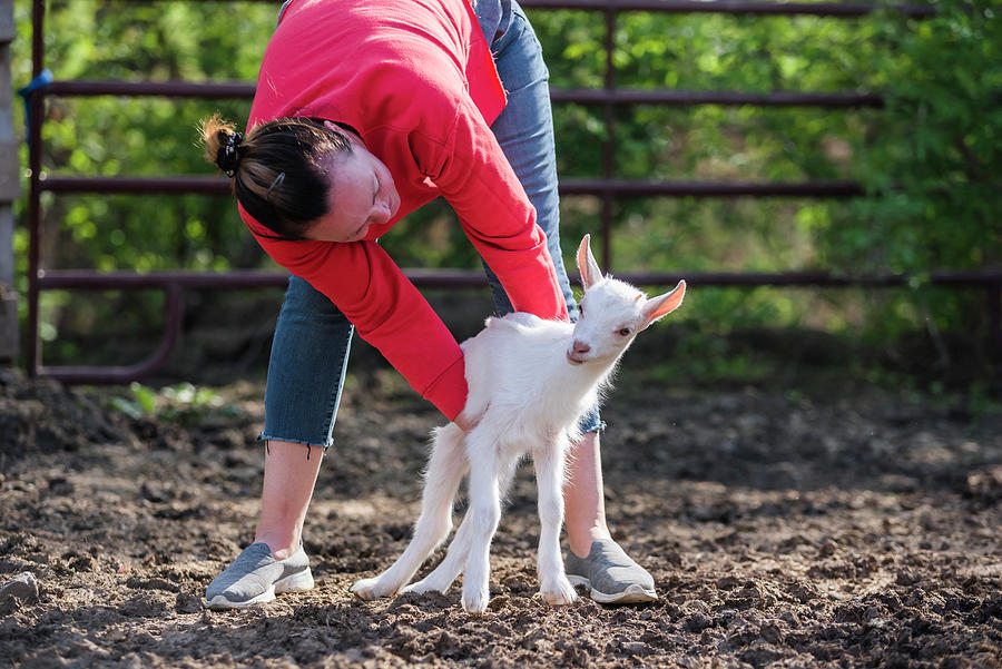 Spring Photograph - A Woman In A Red Sweatshirt Holding A Baby White Goat. by Cavan Images