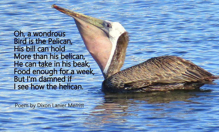 A Wonderful Bird Is The Pelican Poem Photograph by Linda Vanoudenhaegen