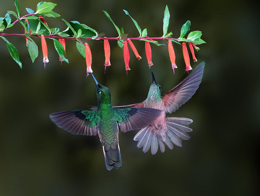 Hummingbird Photograph - A Wonderful Moment by Sheila Xu