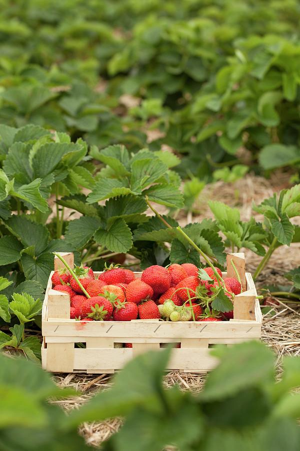 A Wooden Crates Of Freshly Picked Strawberries In A Strawberry Field Photograph by Sibylle Pietrek