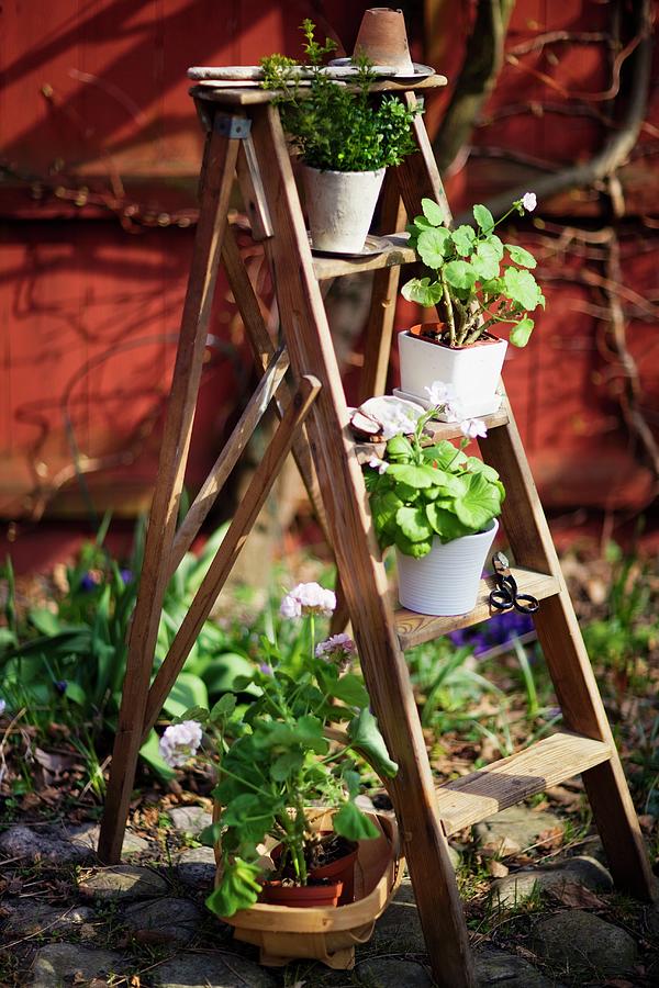 A Wooden Ladder Decorated With Flower Pots Photograph by Per Magnus Persson