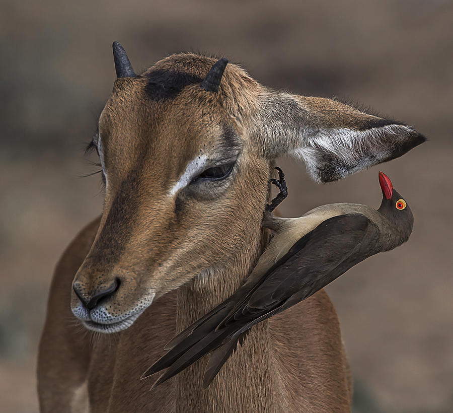 A Word In Your Ear Photograph by Lourens Durand