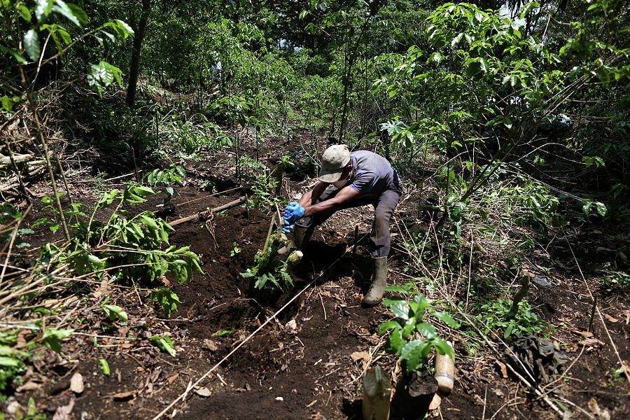 A Worker Pulls an Old Coffe Tree Photograph by Jose Cabezas - Fine Art ...