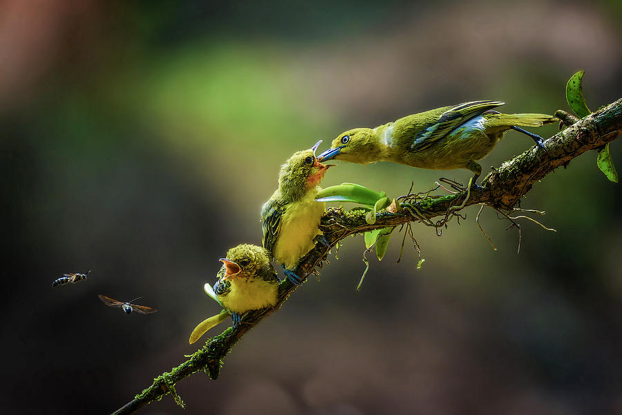 A Yellow Birds Photograph by Ajar Setiadi